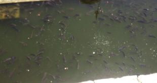 fish-dying-in-the-historic-gangu-kund